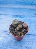 Lithops sp. (Литопсы)