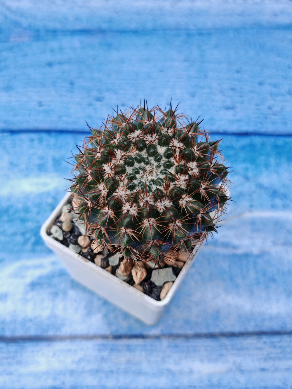 Notocactus Submammulosus (Нотокактус)