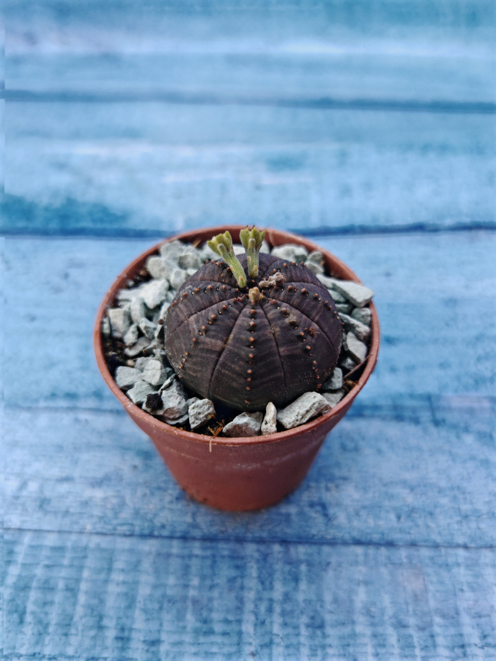 Суккулент Euphorbia Obesa (Эуфорбия)