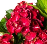 Роял Ред (Royal Red) р14 Европа весна 2027 г.