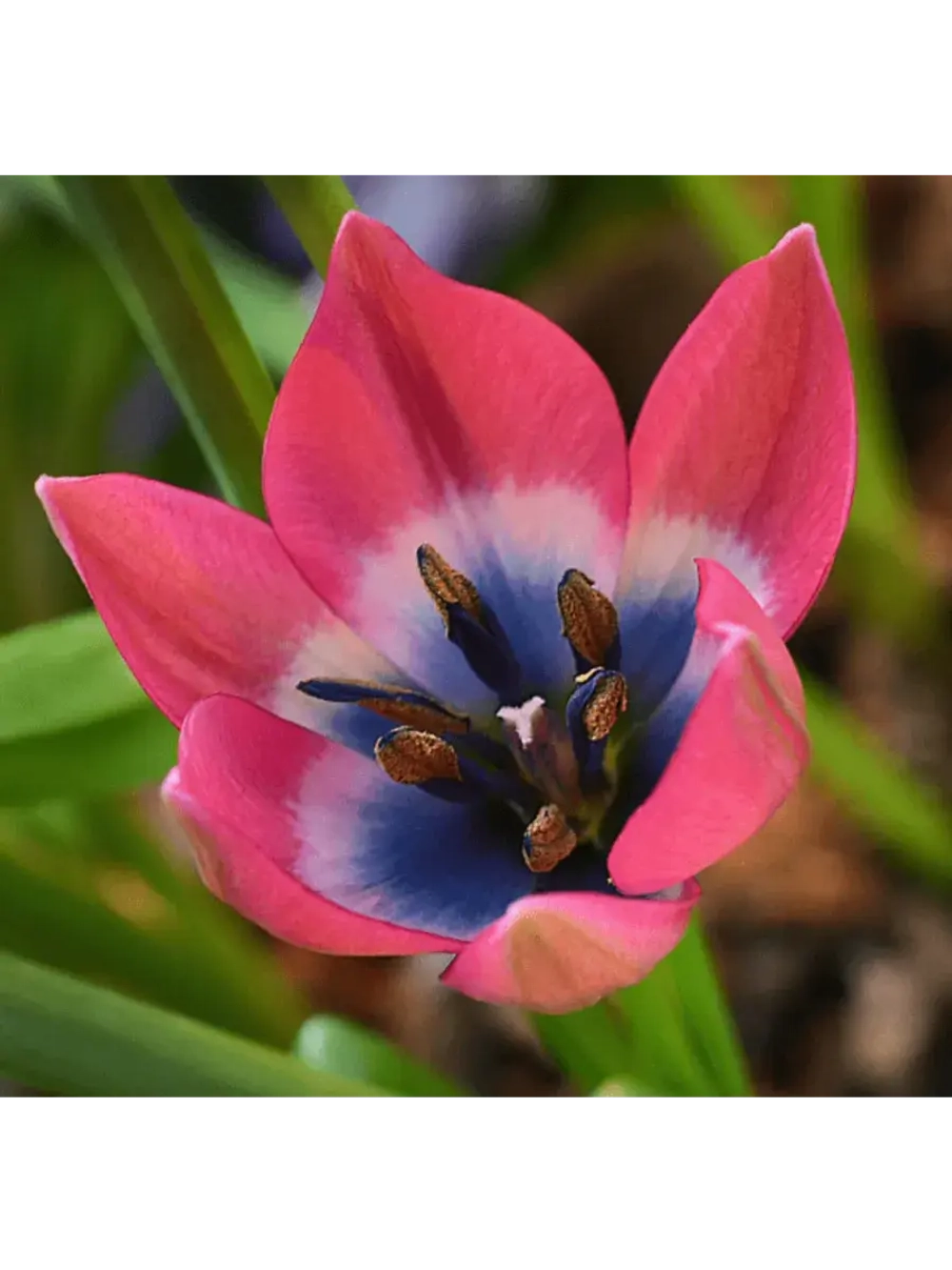 Тюльпан,луковицы Little Beauty ботанический (4 штуки )
