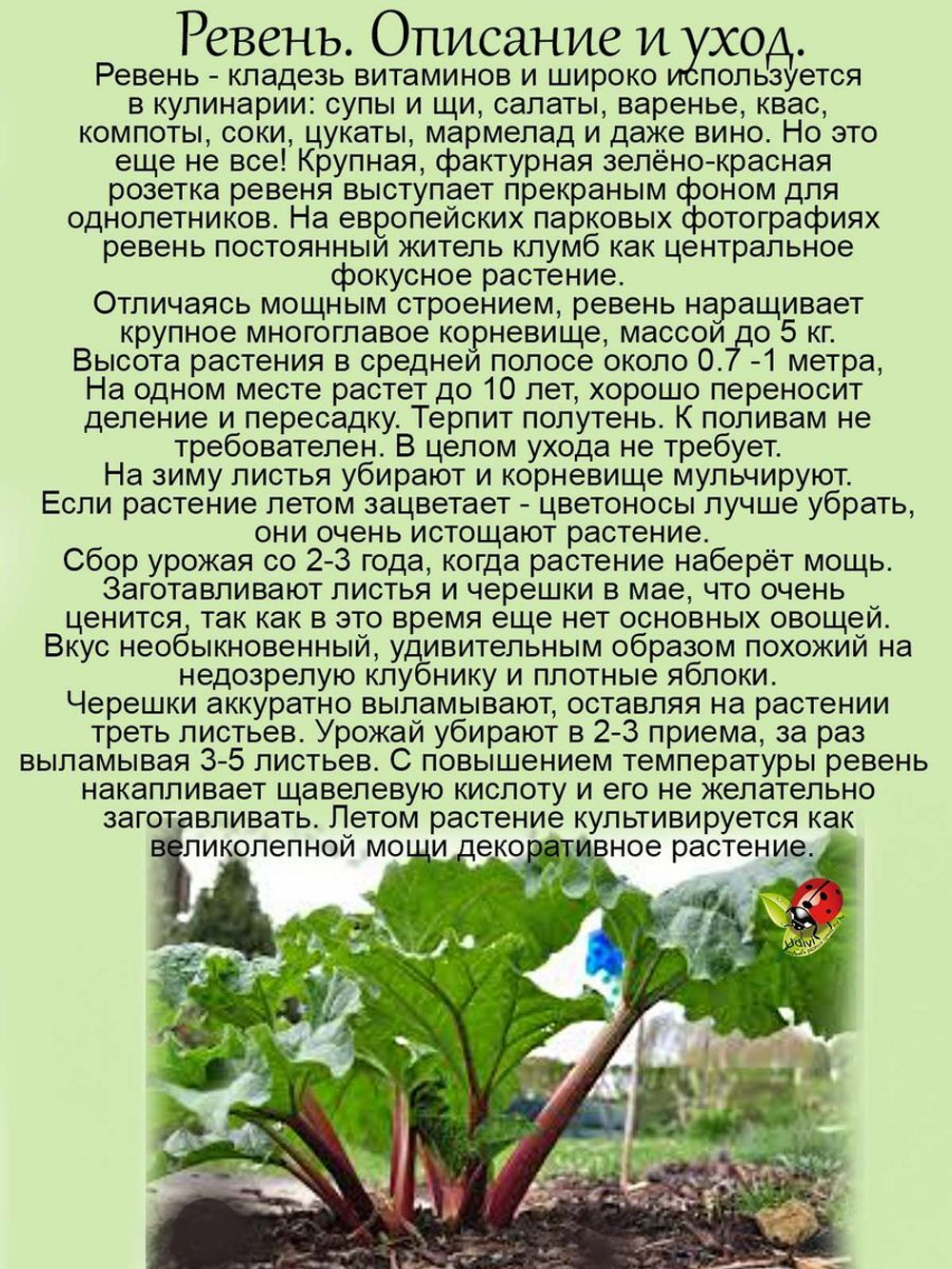 Ревень съедобный многолетний