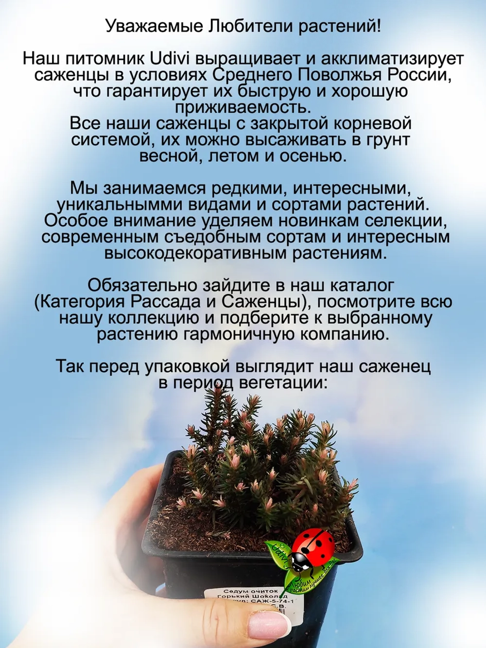 Седум Горький Шоколад очиток многолетний