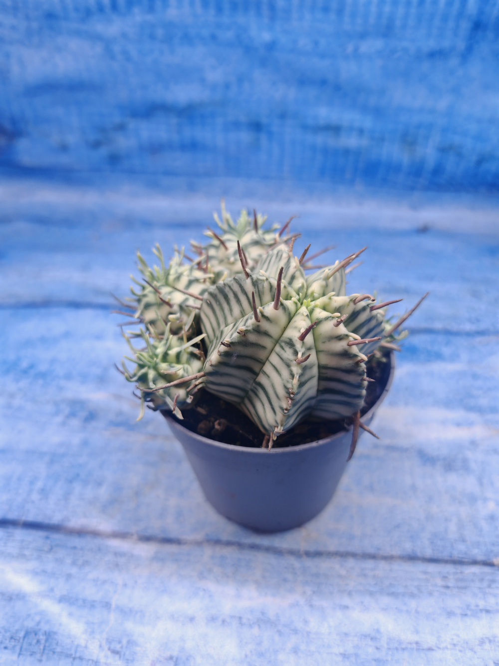 Euphorbia meloformis f. Variegated (Эуфорбия вариегатная)