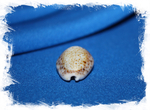Ципрея турдус (Cypraea turdus)