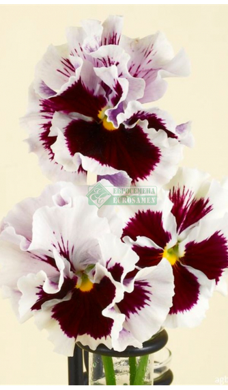 Фиалка Виттрока FLAMENCO WHITE WITH BLOTCH F1 – фото 1