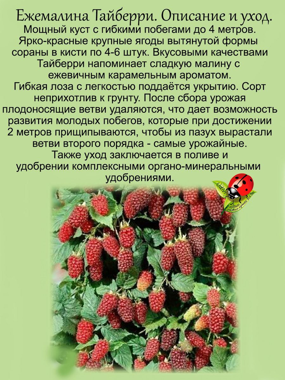 Ежемалина Тайберри