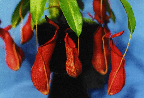 Nepenthes gracilis (Непентес)