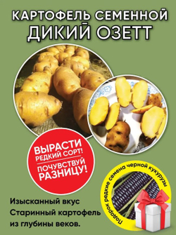 Дикий картофель, 4 сорта