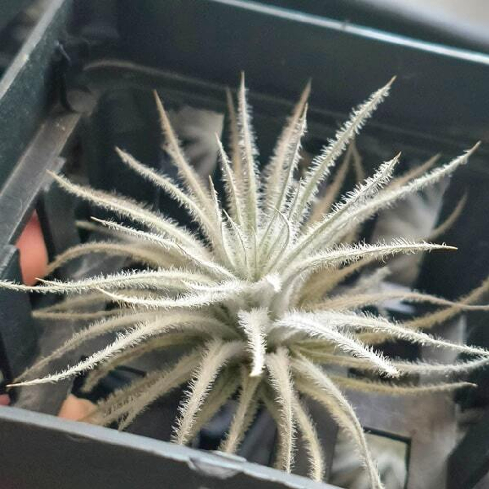 Тилландсия tectorum S (Т49)