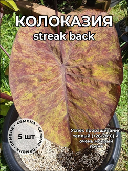 Колоказия Стрик Бэк Streak Back семена 5 штук