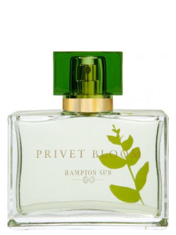 Hampton Sun Privet Bloom