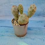 Tephrocactus Articulatus (Тефрокактус)