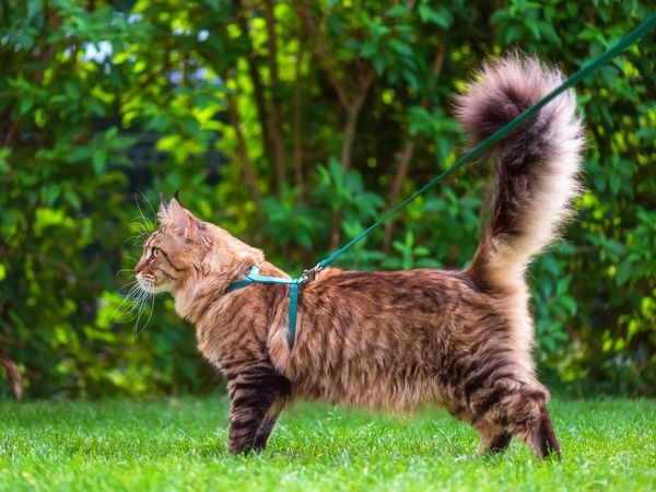 Гулять или не гулять с кошкой?