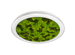 DL1000C90NW Moss White