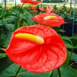 Антуриум Андре ORANGE THAI