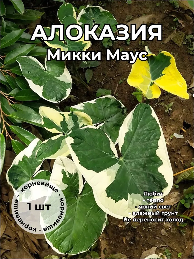 Ксантозома «Микки Маус» (Xanthosoma sagittifolium) — крупное корневище