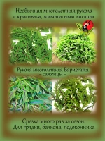 Рукола Вариегатная многолетняя