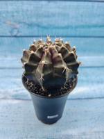 Gymnocalycium Mihanovichii black (Гимнокалициум)
