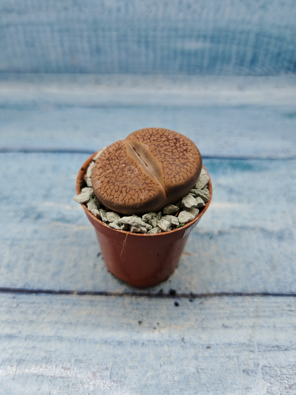 Lithops sp. (Литопсы)