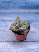 Faucaria Tuberculosa (Фаукария)
