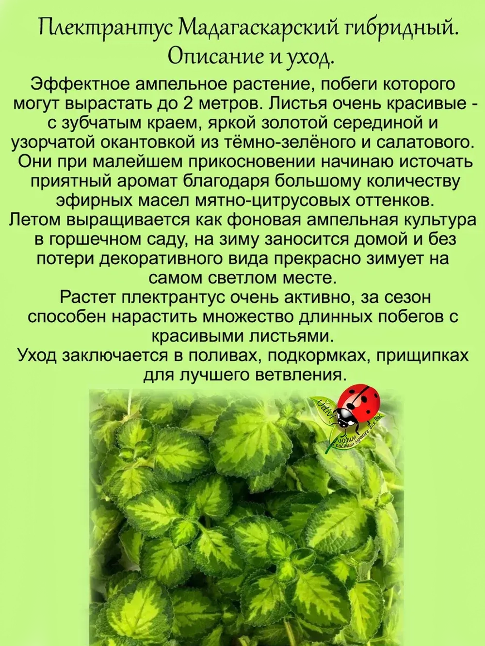 Плектрантус Мадагаскарский ароматный