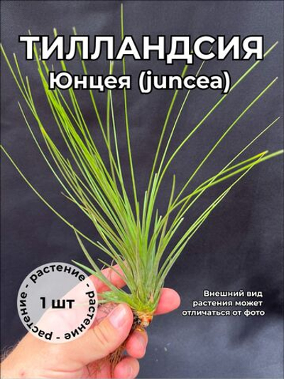 Тилландсия Юнкея (juncea)