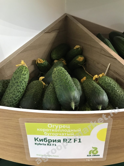 Кибрия F1 семена огурца партенокарпического (Rijk Zwaan / Райк Цваан) продукт – фото 4