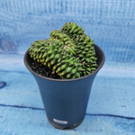 Gymnocalycium Spineless Crested form (Гимнокалициум Кристатный)