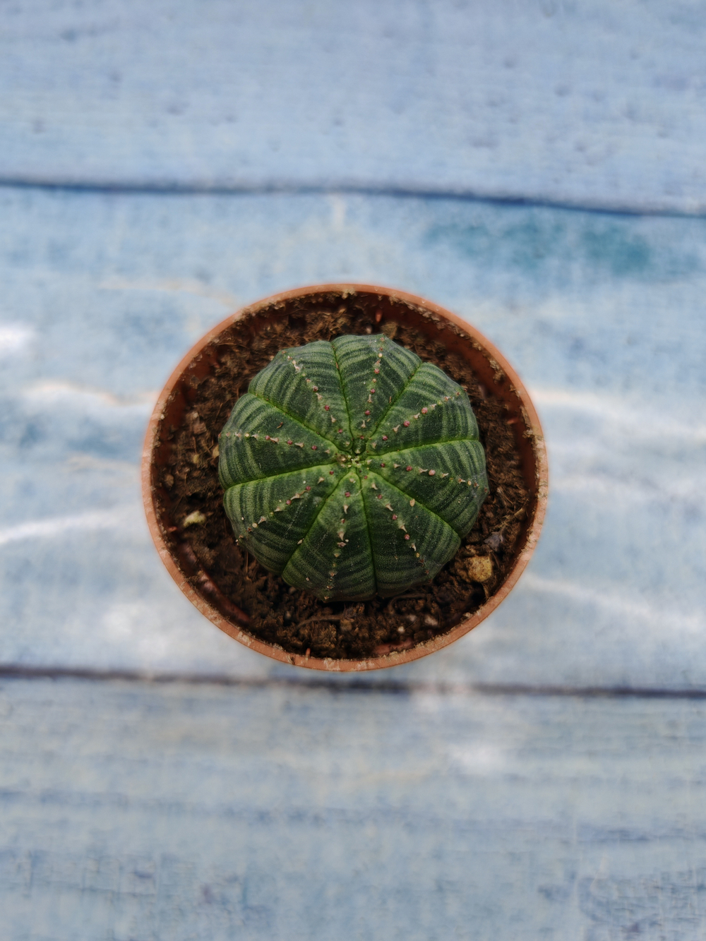 Euphoria Obesa (Эуфорбия)