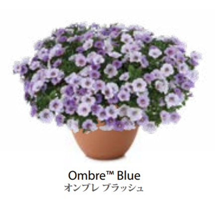 ЕВРО неукор Калибрахоа OMBRE Blue НЕукоренный черенок (срезы) НОЯБРЬ поставка 3