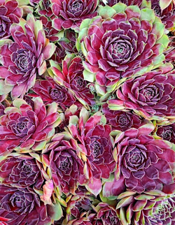 Lilac Queen молодило