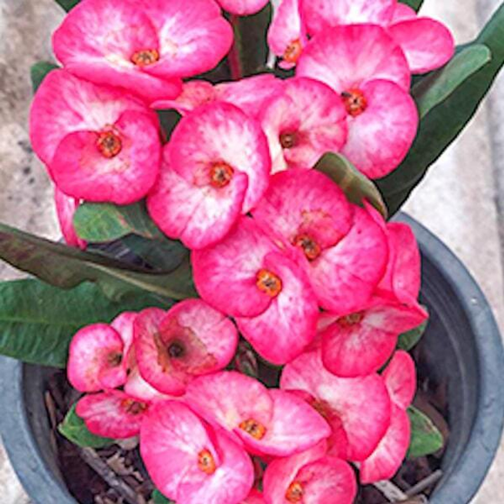 Эуфорбия Миля SHOCKING PINK
