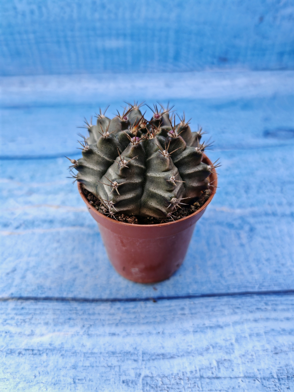 Gymnocalycium Friedrichii (Гимнокалициум)