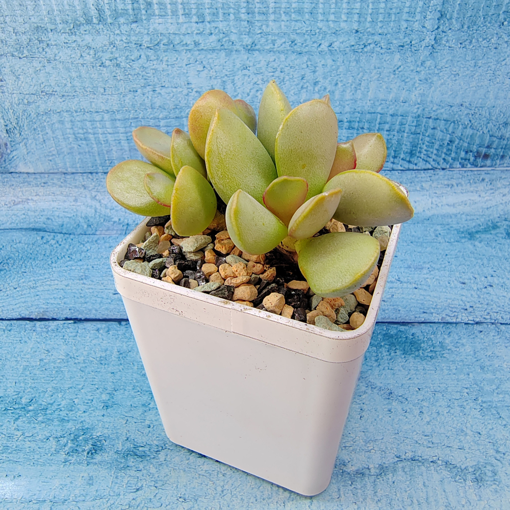 Adromischus Pink Blush (Адромискус)
