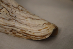 Раковина Плеуроплока гигантея (Pleuroploca gigantea) 1 шт., 42 см