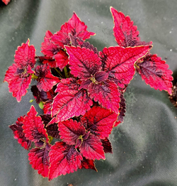 Red Parrot колеус
