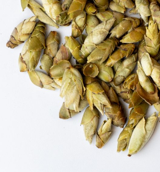 Herbata Ya Bao (Pąki herbaciane z drzew pu-erh)