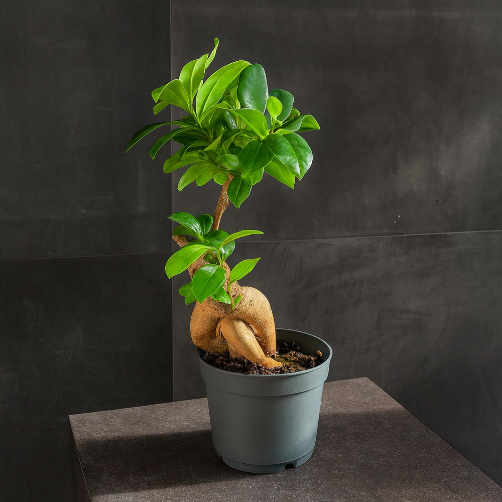 Фикус микрокарпа (Ficus microcarpa Ginseng)
