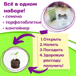 Колеус многолетний семена, красный Визард Скарлет + торфяные таблетки Jiffy в подарок, 5 шт