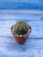 Euphorbia Obesa (Эуфорбия)