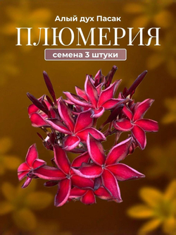 Плюмерия "Императорская Роза" семена 3 штуки (сбор октябрь 2025 г)