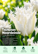 Тюльпан Noordeinde