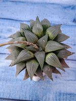 Haworthia Comptoniana hybrid (Хавортия)
