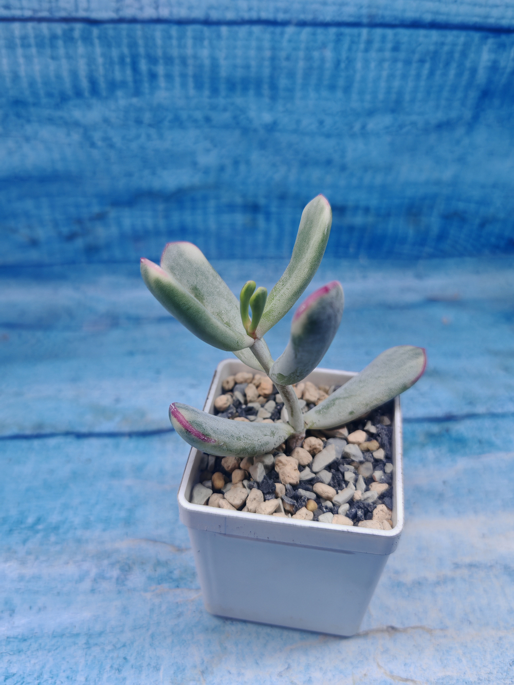 Сotyledon Orbiculata variegata (Котиледон)