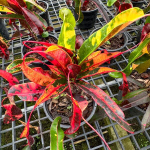 Кротон RED DIAMOND – YAD MANEE (V63)