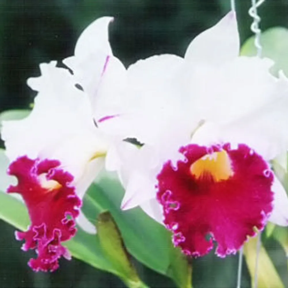 Каттлея гибридная Cattleya blc Petch Bangyang