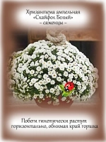 Хризантема Скайфол белый ампельная