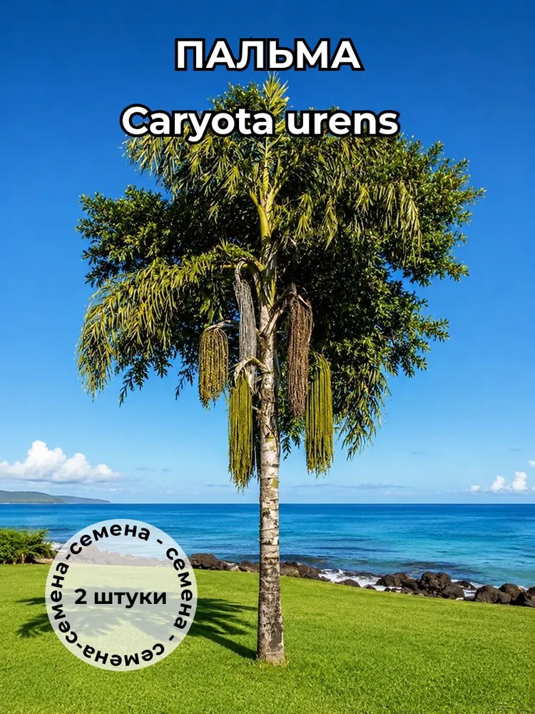 Пальма Кариота Caryota urens — семена, 2 шт.