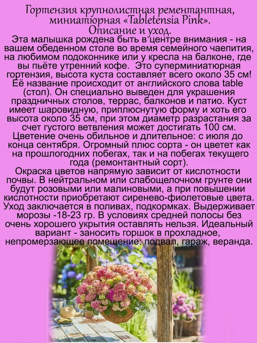 Гортензия "Таблетензия Пинк" суперкарлик